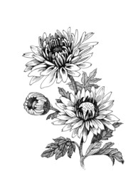 Hand-drawing chrysanthemum - obrazy, fototapety, plakaty