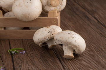 Champignons in a wooden box