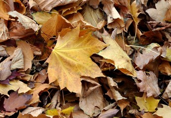 Dried leaves textures