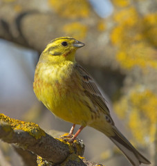 Yellowhammer on the branch 
