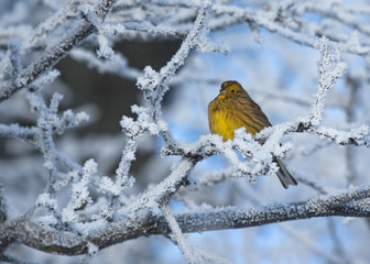Yellowhammer on rimed branch 