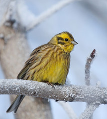 Yellowhammer on rimed branch 