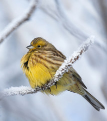 Yellowhammer on rimed branch 