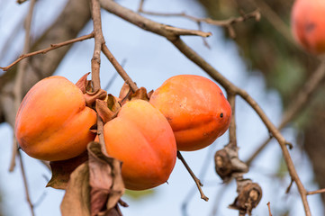 The fruit Persimmon