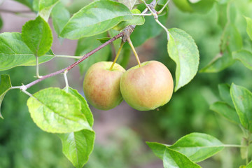 Apple fruits in garden.