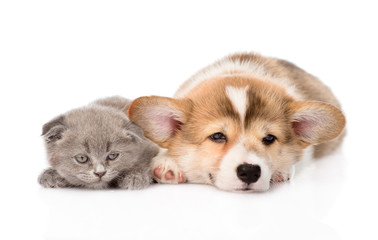sad puppy and kitten together. isolated on white background