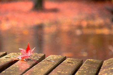 秋雨と紅葉3