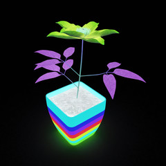 Clematis a beautiful flower in the colorful pot