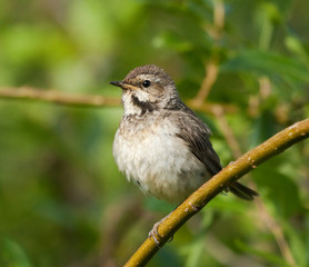 Female of bluethroat on the branch
