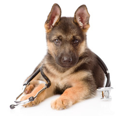 german shepherd puppy dog with a stethoscope on his neck. isolat © Ermolaev Alexandr