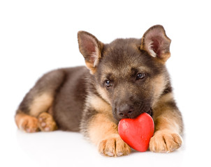 german shepherd puppy dog with a red heart. isolated on white ba