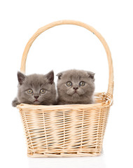 Fototapeta na wymiar two kittens in basket looking at camera. isolated on white backg