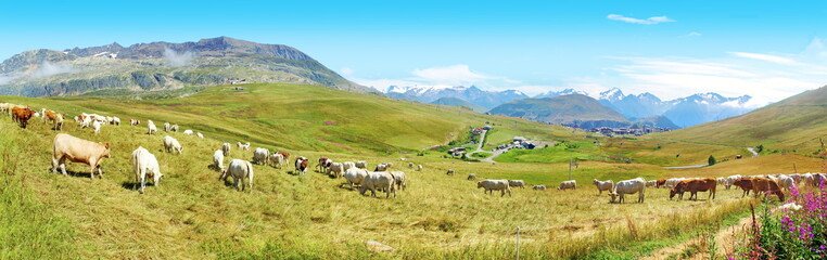 Fototapeta na wymiar Pâturage à l' Alpe d' Huez
