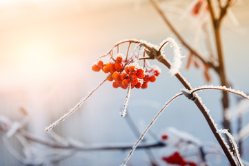 Rowan berries in the frost