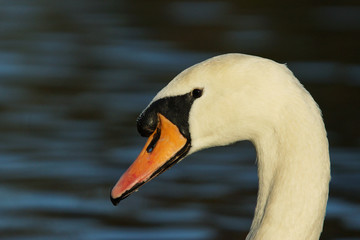 Mute Swan, Cygnus olor