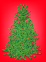 fir isolated on red background