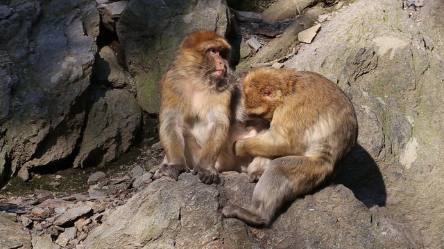 Barbary macaque looking for parasites in other macaques coat.