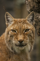 Fototapeta premium Portret van een lynx.