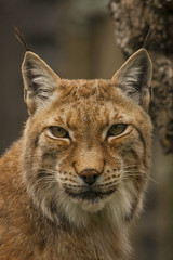 Portret van een lynx.
