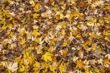 Tappeto di foglie autunnale