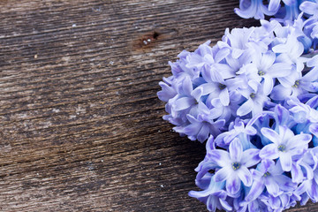 Hyacinths flowers