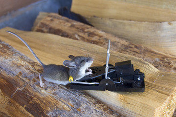mouse trap 1215