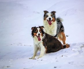 Australian shepherd dogs on the snow