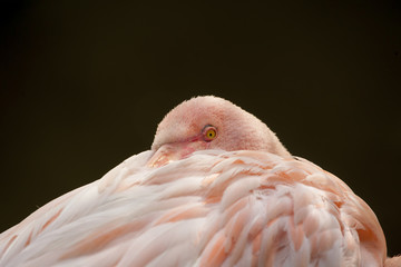 Europese flamingo rust.