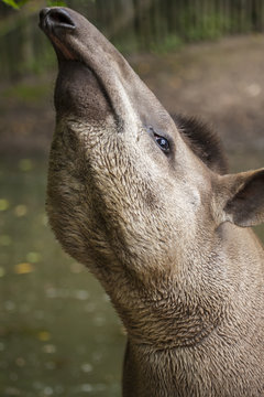 Maleisische tapir met zijn neus in de lucht.