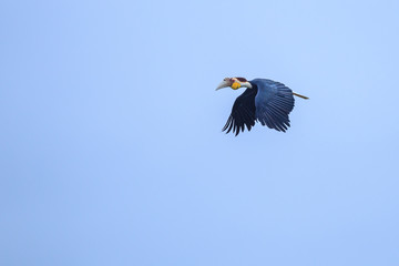 A beautiful male Wreathed Hornbill