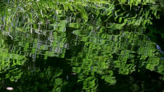Green fern leaves reflected in water with ripples