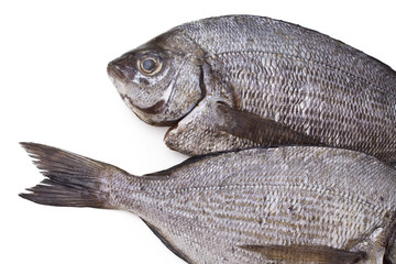 bream isolated