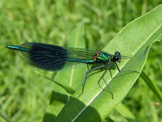Banded Demoiselle Damselfly