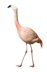 Crédence de cuisine en verre imprimé Flamant Chilean flamingo