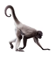 Acrylic prints Monkey long-haired spider monkey