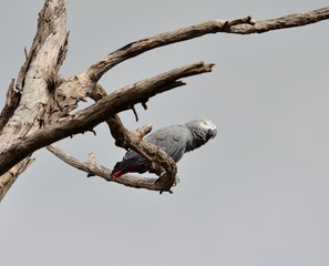 African grey parrot perched on dry tree
