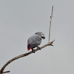African grey parrot of red tail on dry branch