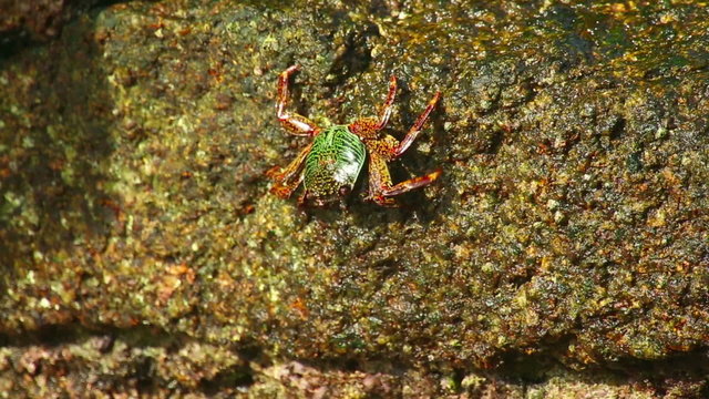 Stone crab on the coastal rocks