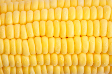 Close up fresh corn for background