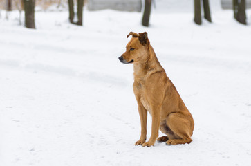 Mixed breed dog waiting for master return home