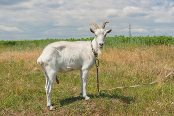 Outdoor portrait of white milk goat