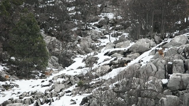 av ke&ccedil;ileri&yaban alanı