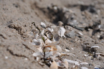 Muscheln am Strand