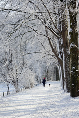 Walking dog in snow