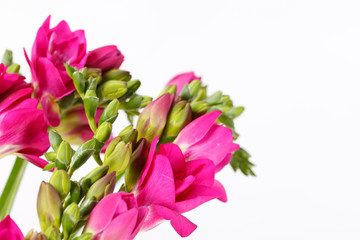Obraz premium purple freesia