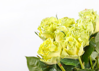 beautiful roses