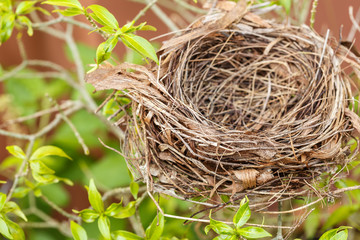 Empty bird nest on tree