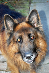 Long-haired German shepherd