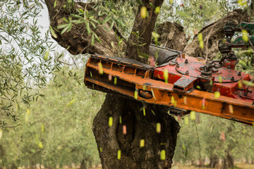 green olives tree