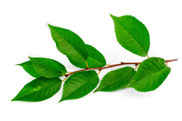 Naklejka na ściany i meble Branch with green leaves